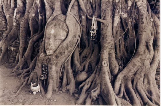 Buddha carved on a tree